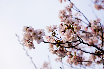 桜3