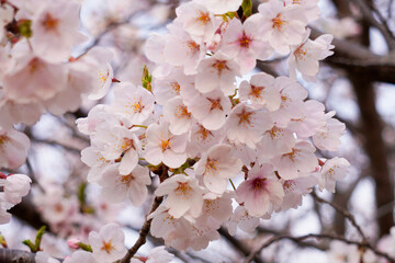 桜2