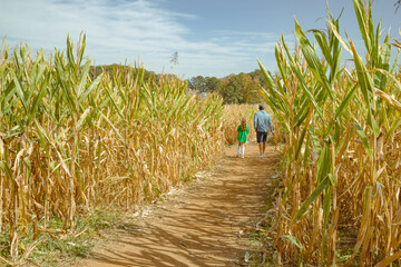 Fototapeta premium Background of a father and daughter hang out in a corn field