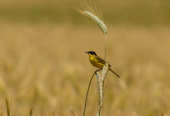 Yellow Wagtail (Motacilla flava) sitting on wheat plant