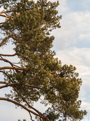 Green pine tree with long needles on a background of blue sky. Freshness, nature, concept.