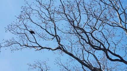 Background of bird and branches with blue sky symbolic, abstract background 
