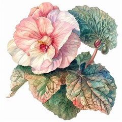 Begonia, 1800s, watercolor, isolated, white vibrant colors