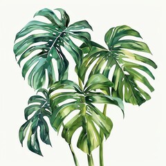 Create with Monstera Leaf watercolor, isolate, white backdrop