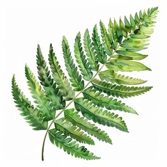 Design oasis Fern Leaf clip art, watercolor, isolated, white