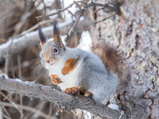 Naklejka na ściany i meble The squirrel sits on a branches without leaves in the winter or autumn