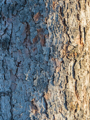 Bark texture and background of a old fir tree trunk. Detailed bark texture. Natural background