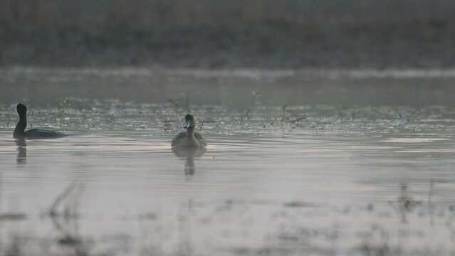 Eurasian wigeon duck swimming in Wetland in Morning