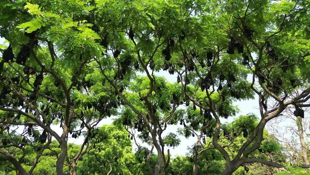 Fruit Bats Hanging From Trees wide drove view in Kolhapur