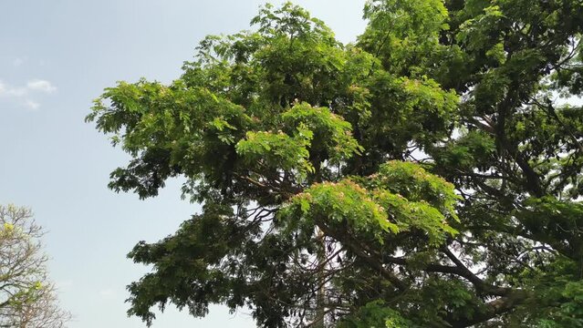 Fruit Bats Hanging From Trees wide drove view in Kolhapur