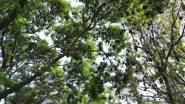Fruit Bats Hanging From Trees drove 180d view in Kolhapur