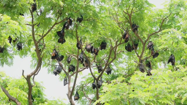 Fruit Bats Hanging From Trees wide  view