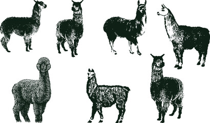 Fototapeta premium Vector illustration set of llama