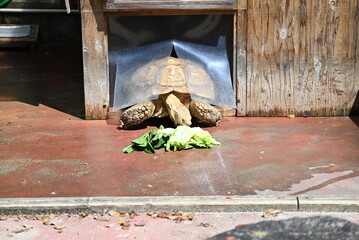 リクガメの食事風景