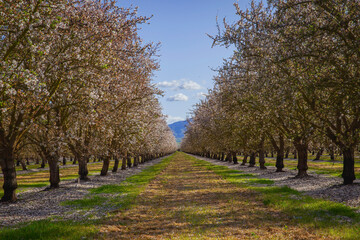 Almond Trees Field in California