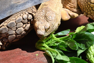 食事中のリクガメ