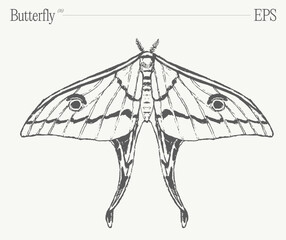 Hand drawn monochrome butterfly illustration on blank backdrop. Vector sketch. - 780251348