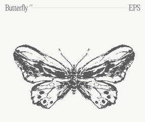 Hand drawn monochrome butterfly illustration on blank backdrop. Vector sketch. - 780251509