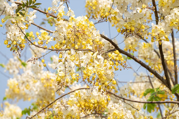 White Golden shower flower or Indian Laburnu, Cassia fistula on Golden shower tree.