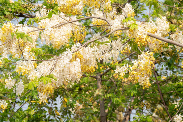 White Golden shower flower or Indian Laburnu, Cassia fistula on Golden shower tree.