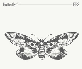 Hand drawn monochrome butterfly illustration on blank backdrop. Vector sketch. - 780251575
