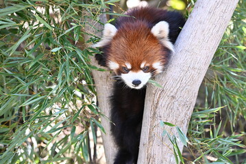 動物園のレッサーパンダ