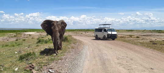 African safari. big wild elephant crossing dirt road in Amboseli national park, Kenya.