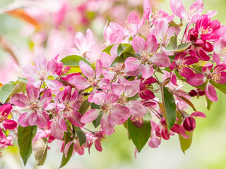 Fresh pink flowers of a blossoming apple tree with blured background