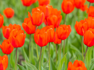 Obraz premium Colorful red tulips blossom in spring garden