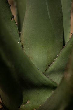 Maguey pulquero