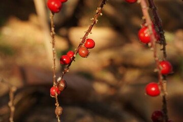 red seeds in the garden