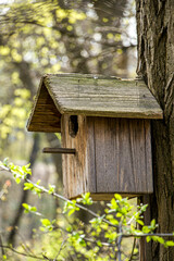 Birdhouse on a tree. Wooden birdhouse on a tree in spring.