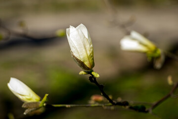 White magnolia flower bud. White magnolia flower.