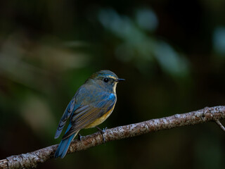 Obraz premium 早朝の森の中で枝に留まってジッとしているルリビタキの雄