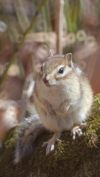 The chipmunk is lurking. Vertical video.