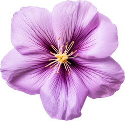 purple violet blooming flower isolated on white or transparent background,transparency
