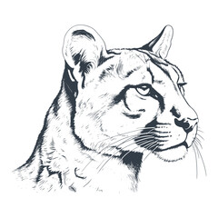 Puma head wild cat engraving drawing engraved vector