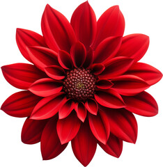 red blooming flower isolated on white or transparent background,transparency