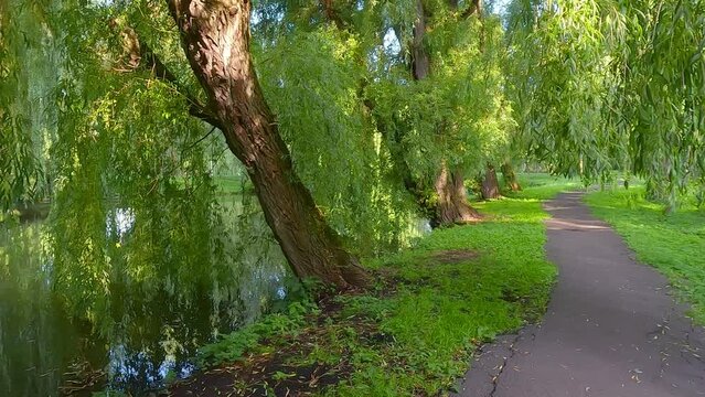 Empty alley among green willow trees on the shore of Seret river. Calm summer scene of Topilche Park, Ternopil, Ukraine, Europe. Beauty of nature concept background. 4K video (Ultra High Definition).