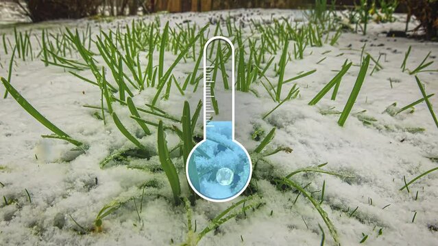 Time-lapse of snow melting on plants with a animated thermometer showing the temperature