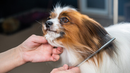 The woman combs the dog. Portrait of Papillon Continental Spaniel in the grooming salon.