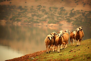Herd of Sheep Grazing on a Lush Hillside Near a Tranquil Lake