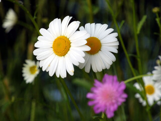 Fototapeta premium Marguerites (Leucanthemum) near the Havelberg campsite, Germany