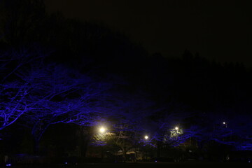 Obraz na płótnie Canvas 青い桜