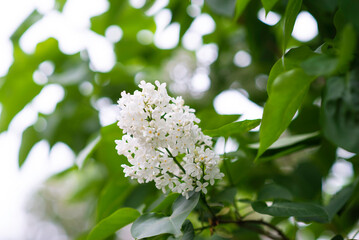 lilac bush blooming in the garden