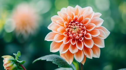 Close-Up of a Peach Dahlia Flower in Bloom