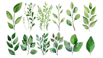 Botanical Illustration of Various Green Leaves - obrazy, fototapety, plakaty