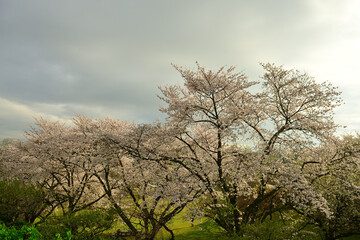 Cherry trees are blooming! It's officially spring now