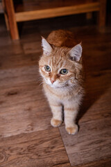 Cute ginger cat standing on the floor indoors
