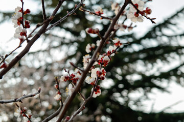 Flowering apricot branch from close distance, close-up.